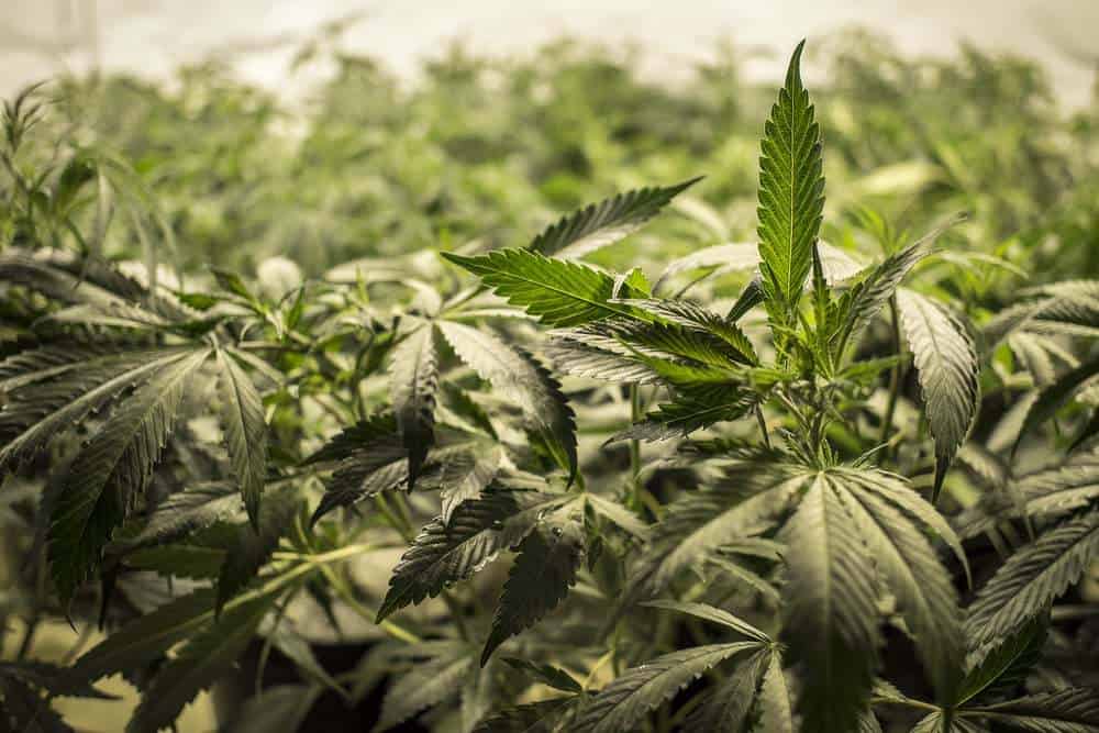 Marijuana Addiction Treatment | Asheville Recovery Center